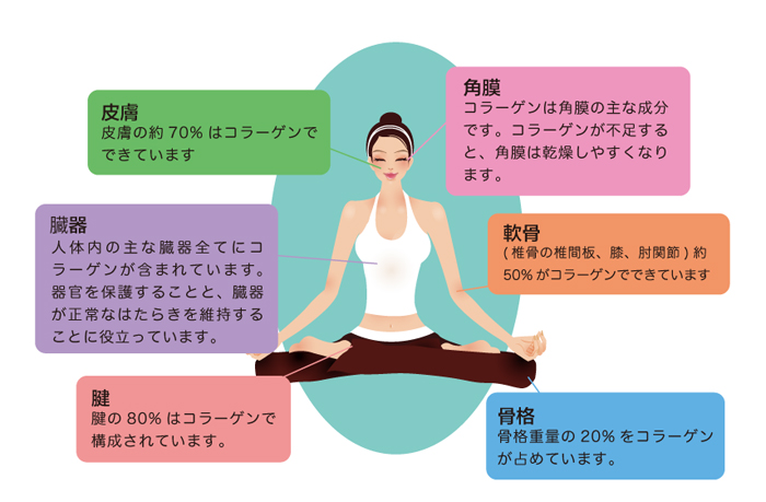 体の部位別コラーゲン含有量