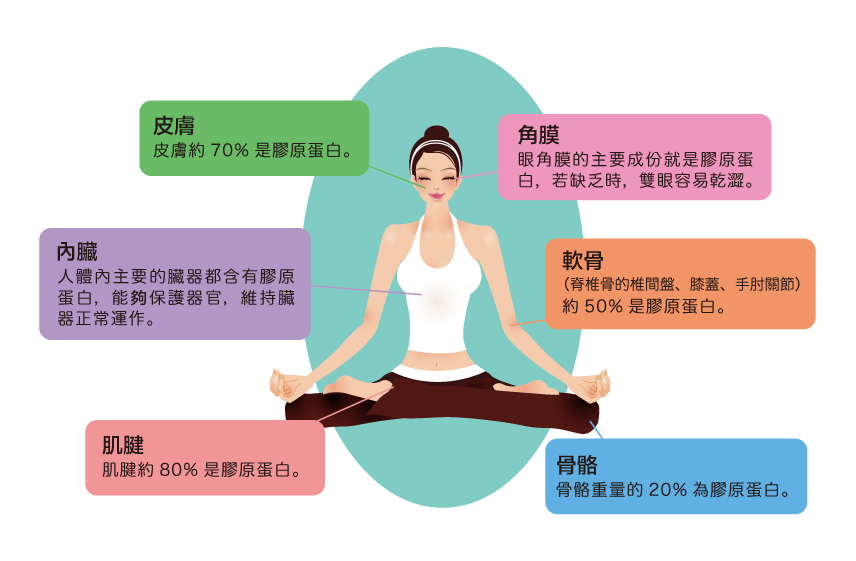 體內各部位所含有之膠原蛋白
